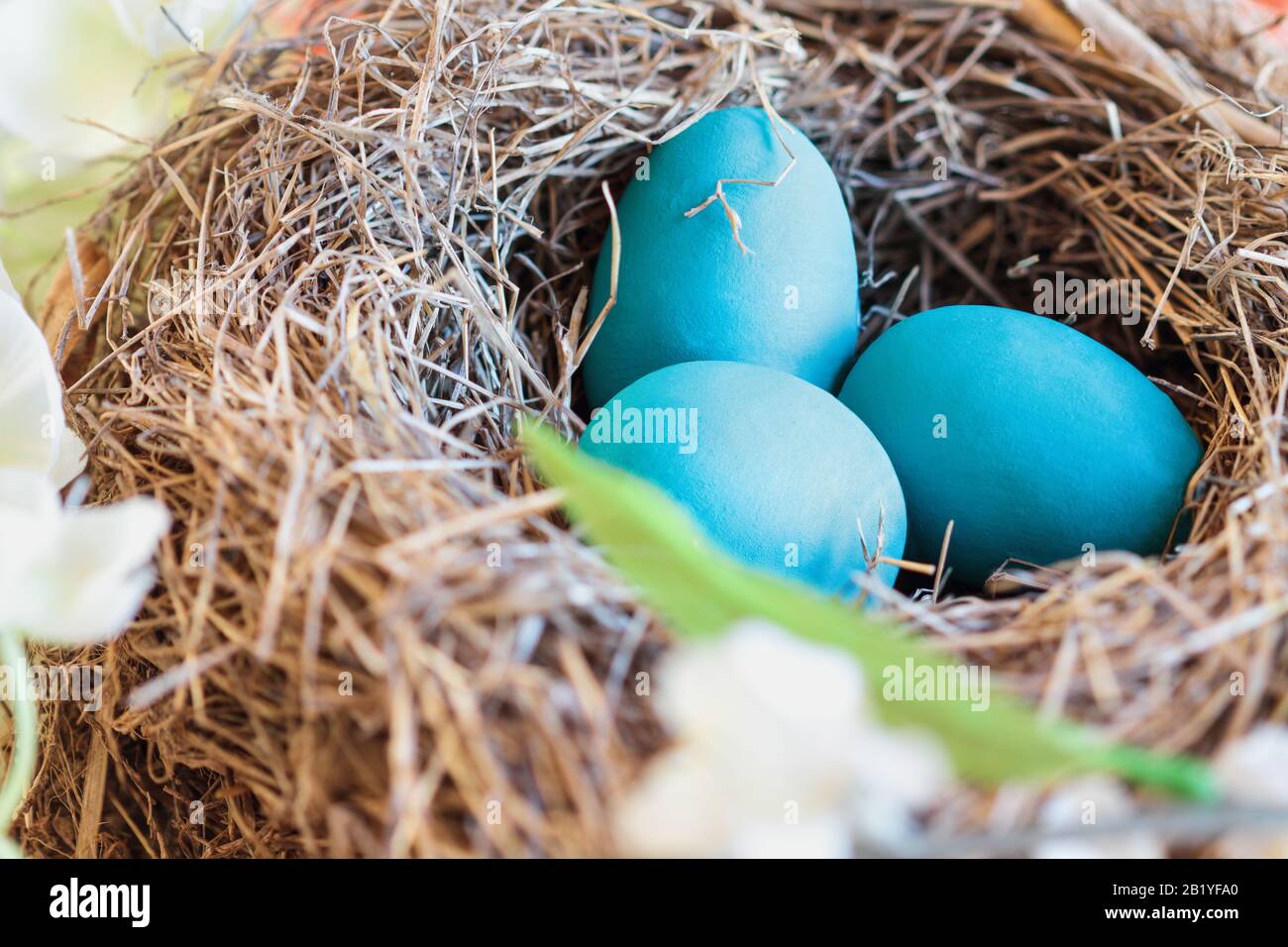 Echte Vögel nisten in einem blühenden Baum mit Robin-blauen Eiern. Selektiver Fokus mit verschwommenem Hintergrund. Stockfoto