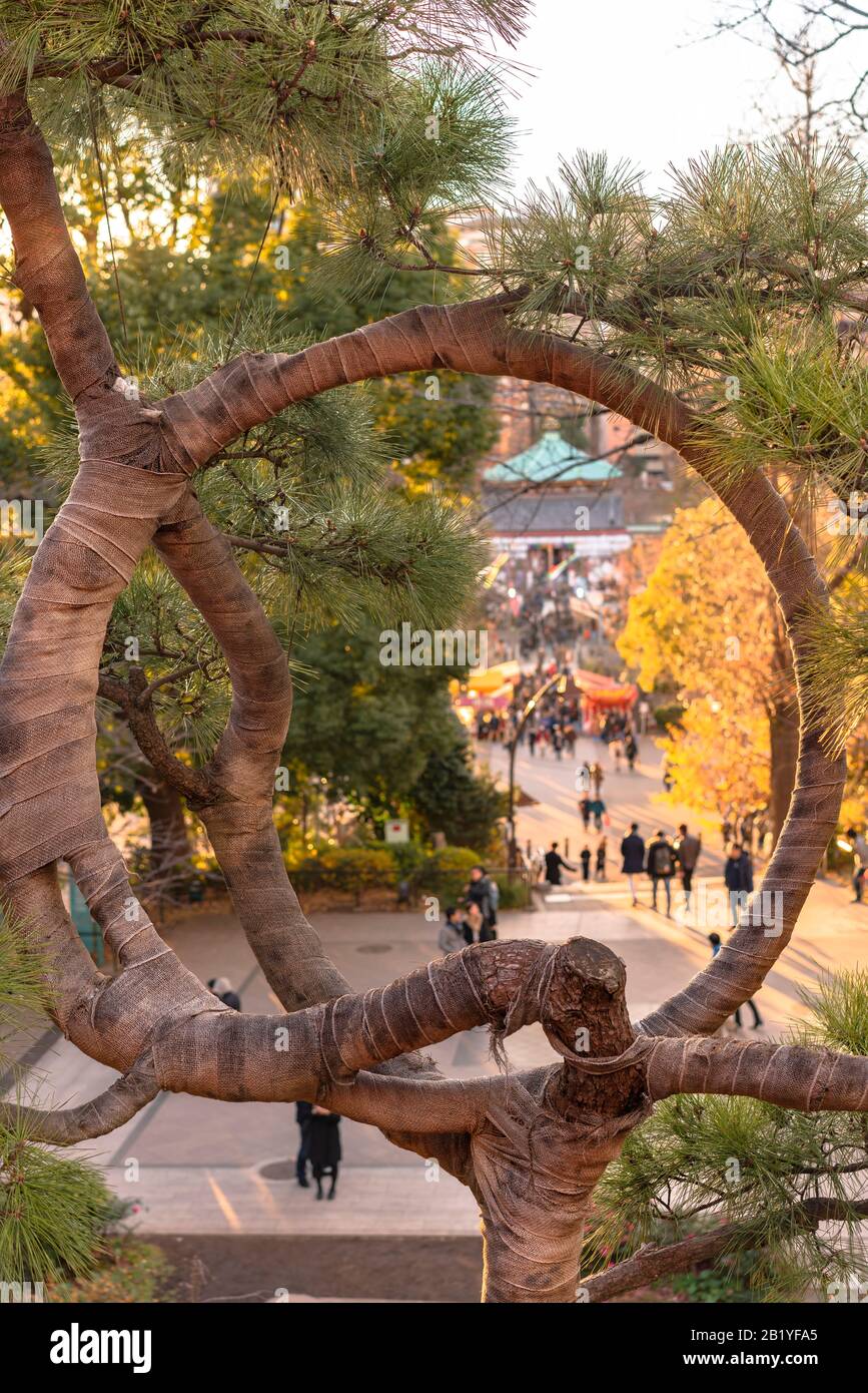 Ueno, japan - 02. januar 2020: Nahaufnahme eines japanischen Kiefernbandes mit Burlap, der es in einen Kreis bindet, der den Mond in der Kiyomizu Kannon-Halle beschwört Stockfoto