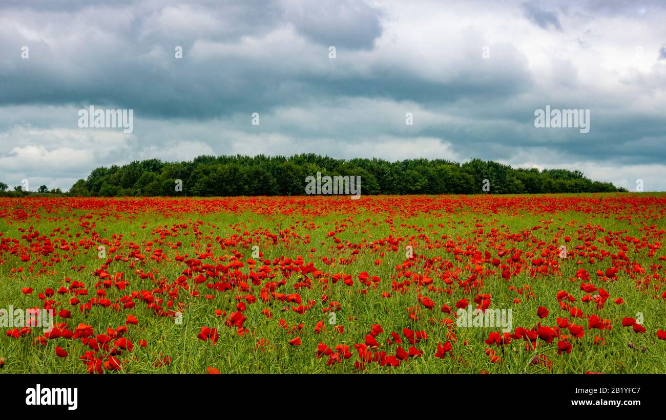 Landschaftsansicht eines Feldes roter Mohn mit einem Streifen Wald am Horizont Stockfoto