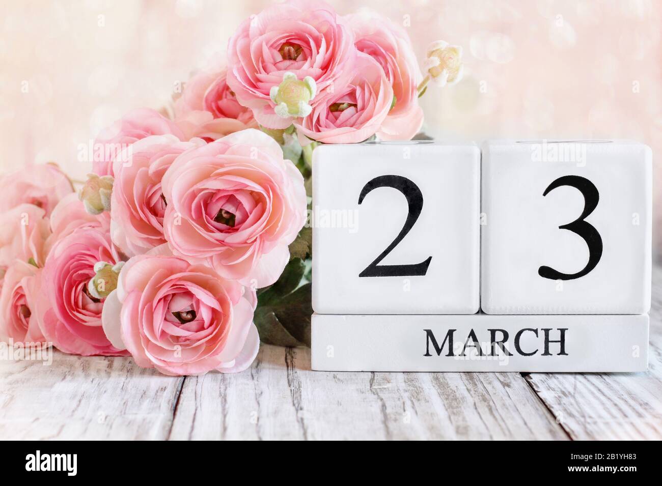 Weiße Holzkalendare mit dem Datum 23. März und rosafarbene Ranunculus Blumen über einem Holztisch. Selektiver Fokus mit verschwommenem Hintergrund. Stockfoto