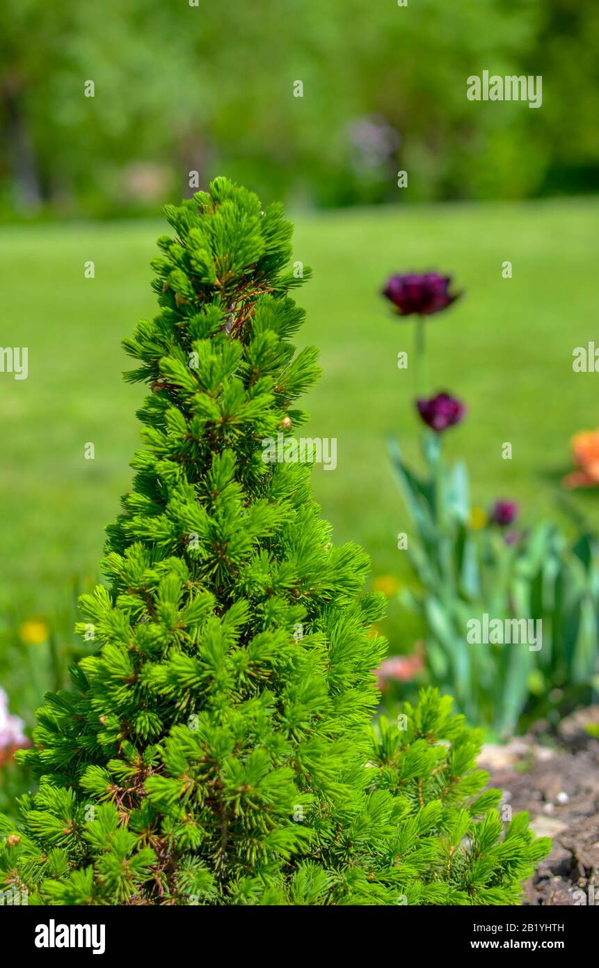 Kanadische Konische, schöne grüne Fichte Nahaufnahme Stockfoto