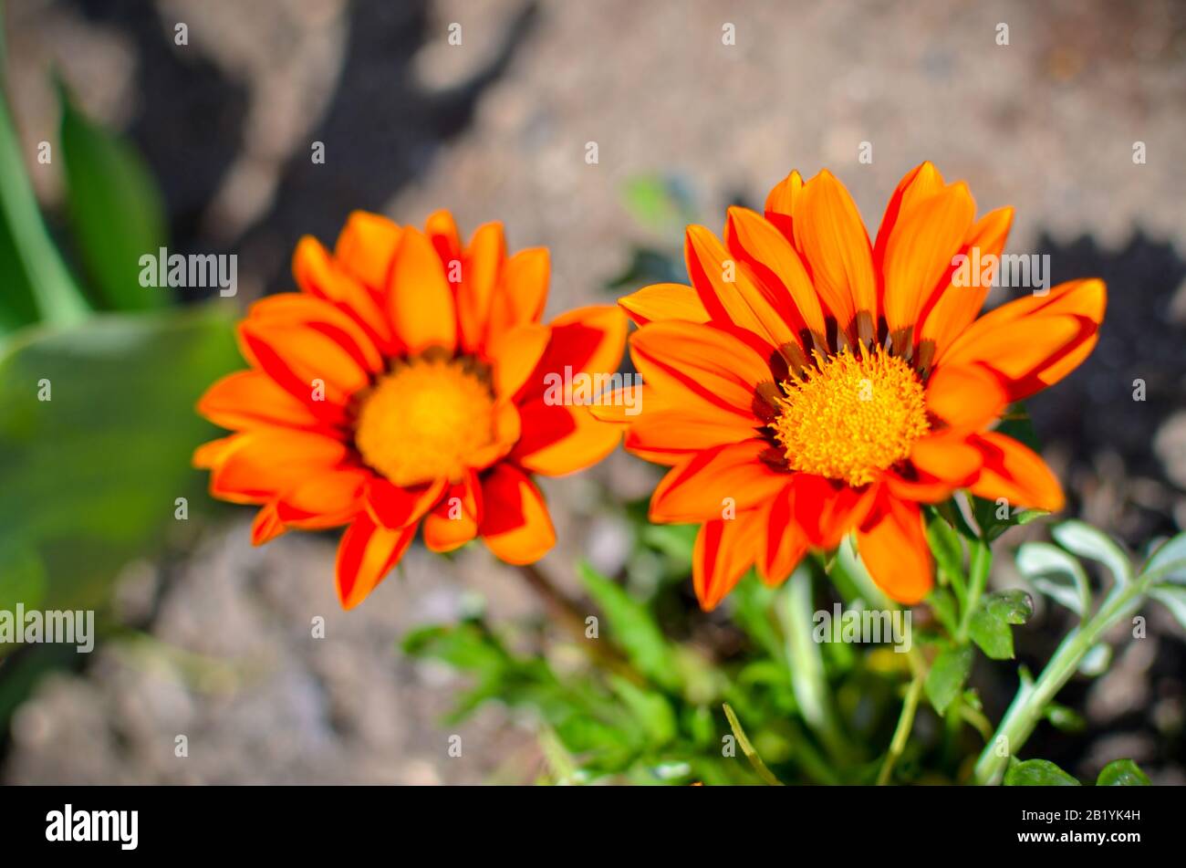 Nahaufnahme Von Zwei Gazanien Die Blumen Mit Orangefarbenen Kronblattern Aufzauern Stockfotografie Alamy