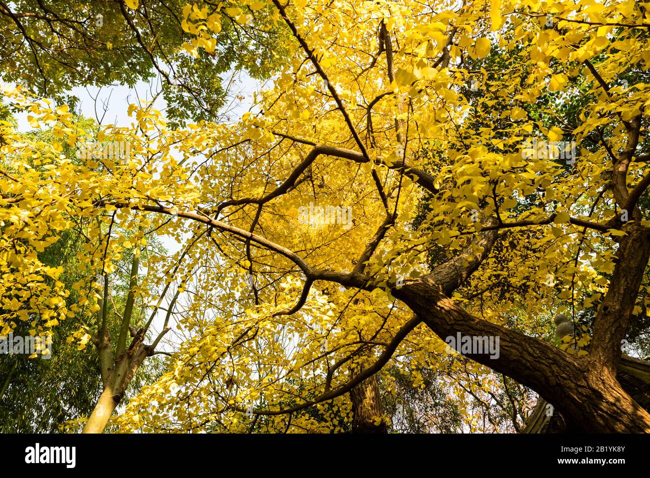 Ginkgo Tree, Ginkgo biloba, auch Maidenhaarbaum genannt, zeigt seine lebhaften gelben Blätter im Qiuxiapu Park in Jiading, Shanghai, China. Stockfoto