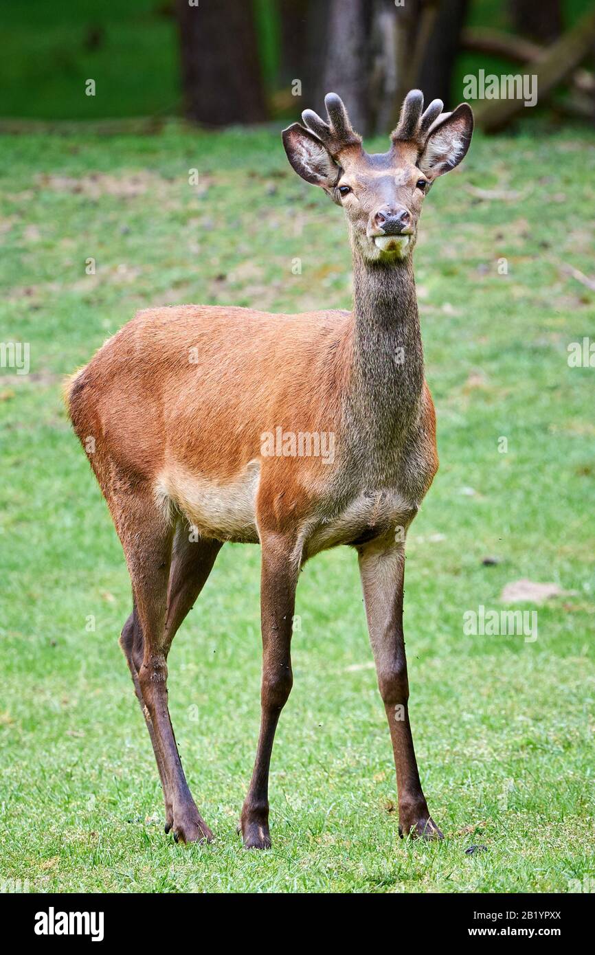 Roter Deer männlich auf Wiese Stockfoto