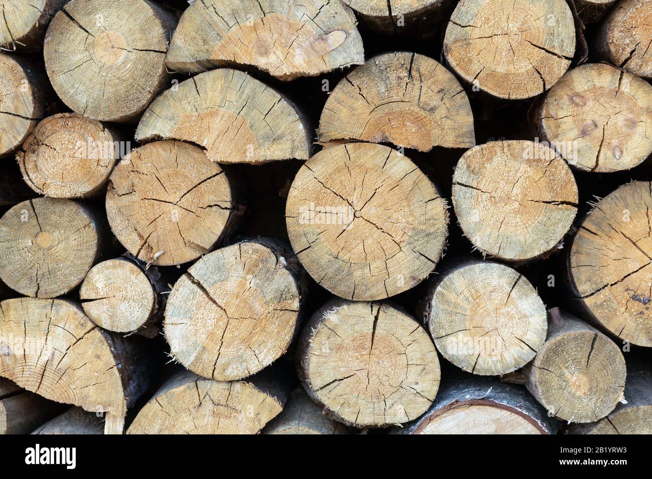 Detailansicht der Schnittlinie Brennholz, natürliches Holz Hintergrund Stockfoto