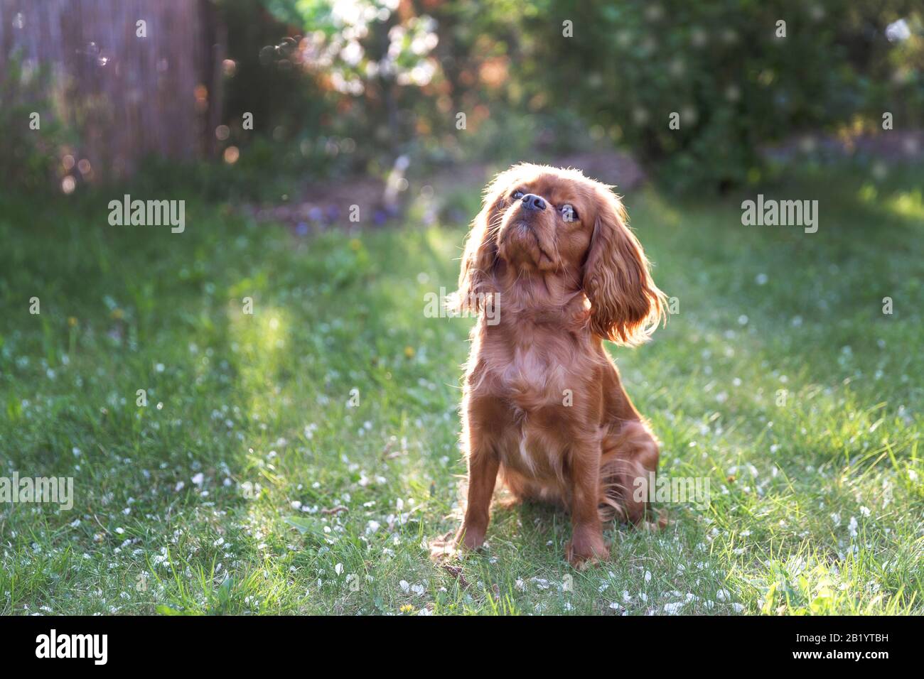 Fröhlicher Hund, Kavalierspantiel, im Garten auf dem Gras sitzend Stockfoto