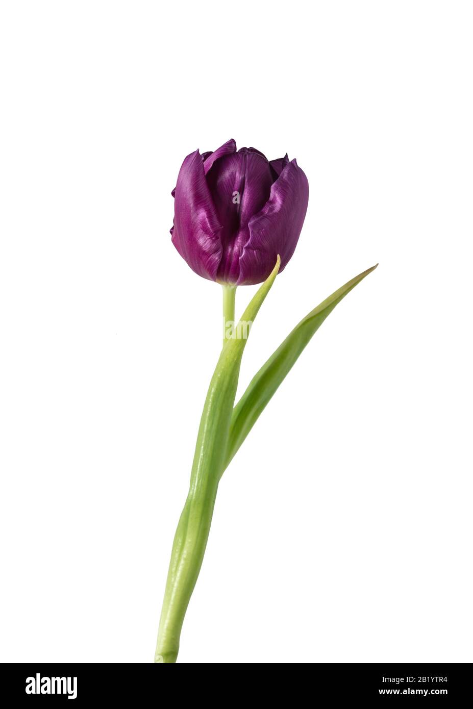 Violett. Nahaufnahme von schöner frischer Tulpe isoliert auf weißem Hintergrund. Copyspace für deine Werbeanzeige. Organische, Blumen-, Frühlingsanstimmung, zarte und tiefe Farben von Petalen und Blättern. Prächtig und herrlich. Stockfoto