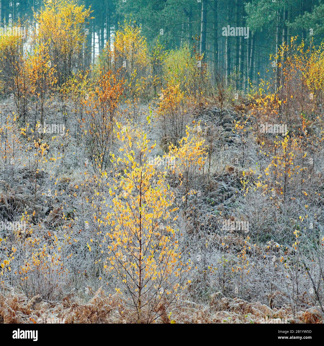 Herbst im Tal der Fair Oak mit einer großen Auswahl an Bäumen in den schönen Wald- und Waldgebieten von Cannock Chase an Area of Outstanding Natural Be Stockfoto