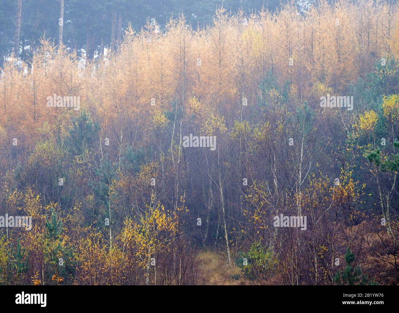 Herbstmischwald mit vielen Laub- und Nadelbäumen in den schönen Wald- und Waldgebieten von Cannock Chase an Area of Outstanding Na Stockfoto