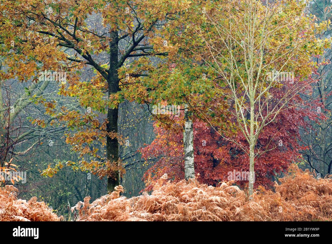 Herbstmischwald mit vielen Laub- und Nadelbäumen in den schönen Wald- und Waldgebieten von Cannock Chase an Area of Outstanding Na Stockfoto