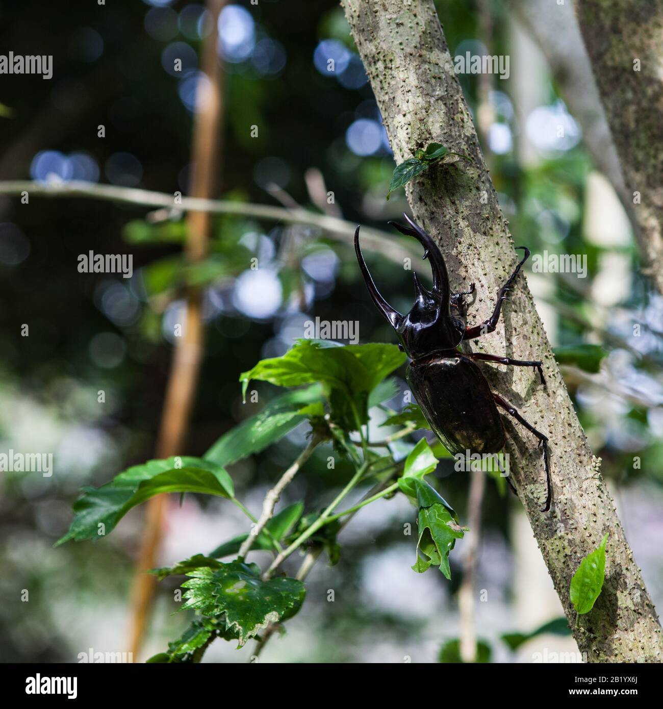 Schwarzer Nashorn-Käfer in wilder Natur aus nächster Nähe. Stockfoto