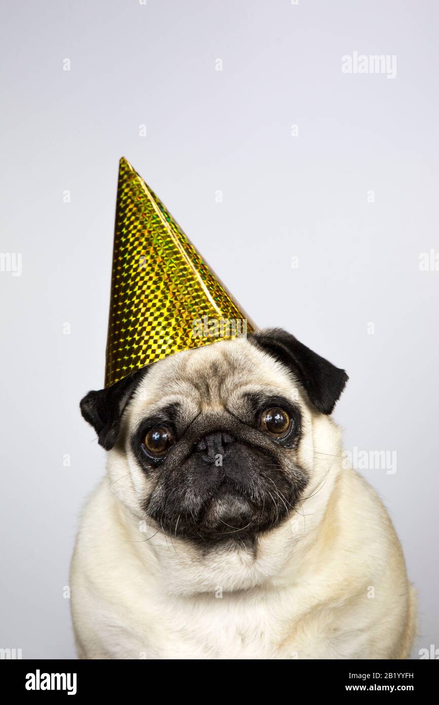 PUG-Hund trägt Partyhut auf weißem Hintergrund mit Kopierraum. Partytier, Geburtstag, Festlichkeit Konzept Idee Stockfoto