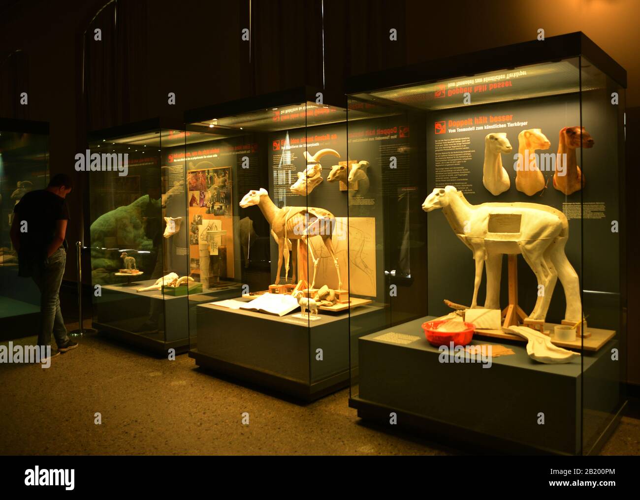 Naturkundemuseum Berlin, Deutschland 07-07-2019, vorbereitete und ausgestellte Modelle toter Tiere Stockfoto