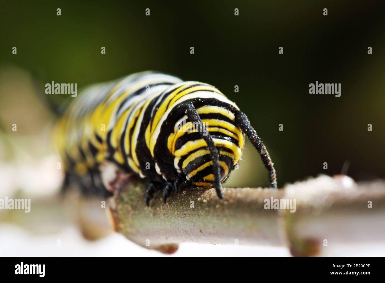 Raupe Monarchfalter Stockfoto