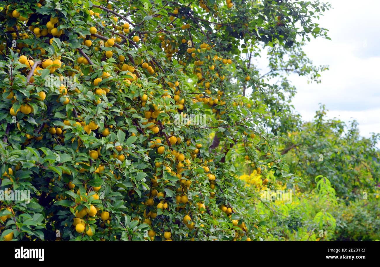 Gelbe Pflaumenbaum-Mirabelle im Freien Stockfoto