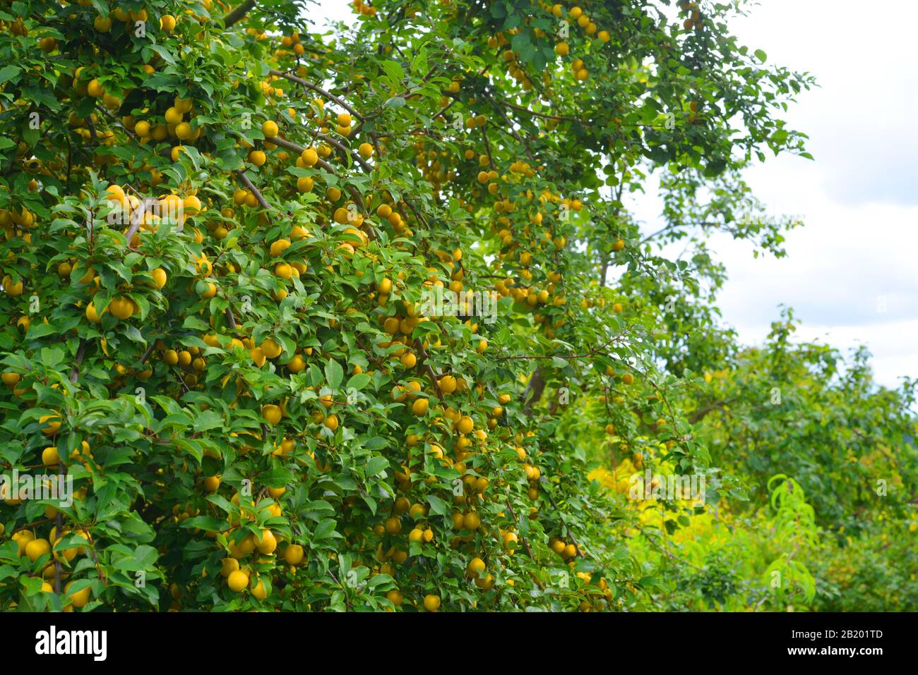 Mirabellbaum mit schmackhaften gelben Pflaumen im Freien in der Natur Stockfoto