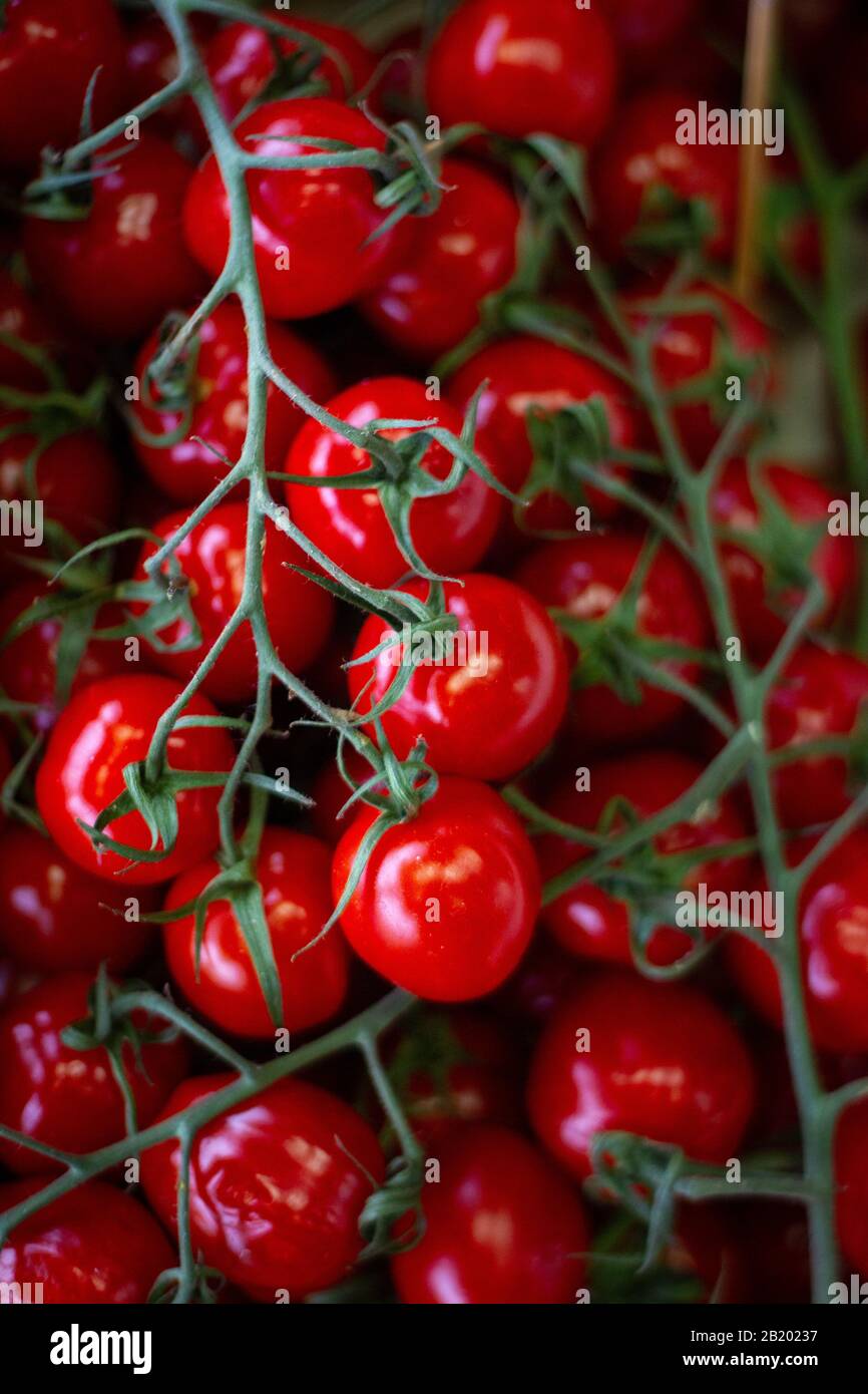 Reife rote Kirschtomaten auf der Rebe in einem Haufen Stockfoto