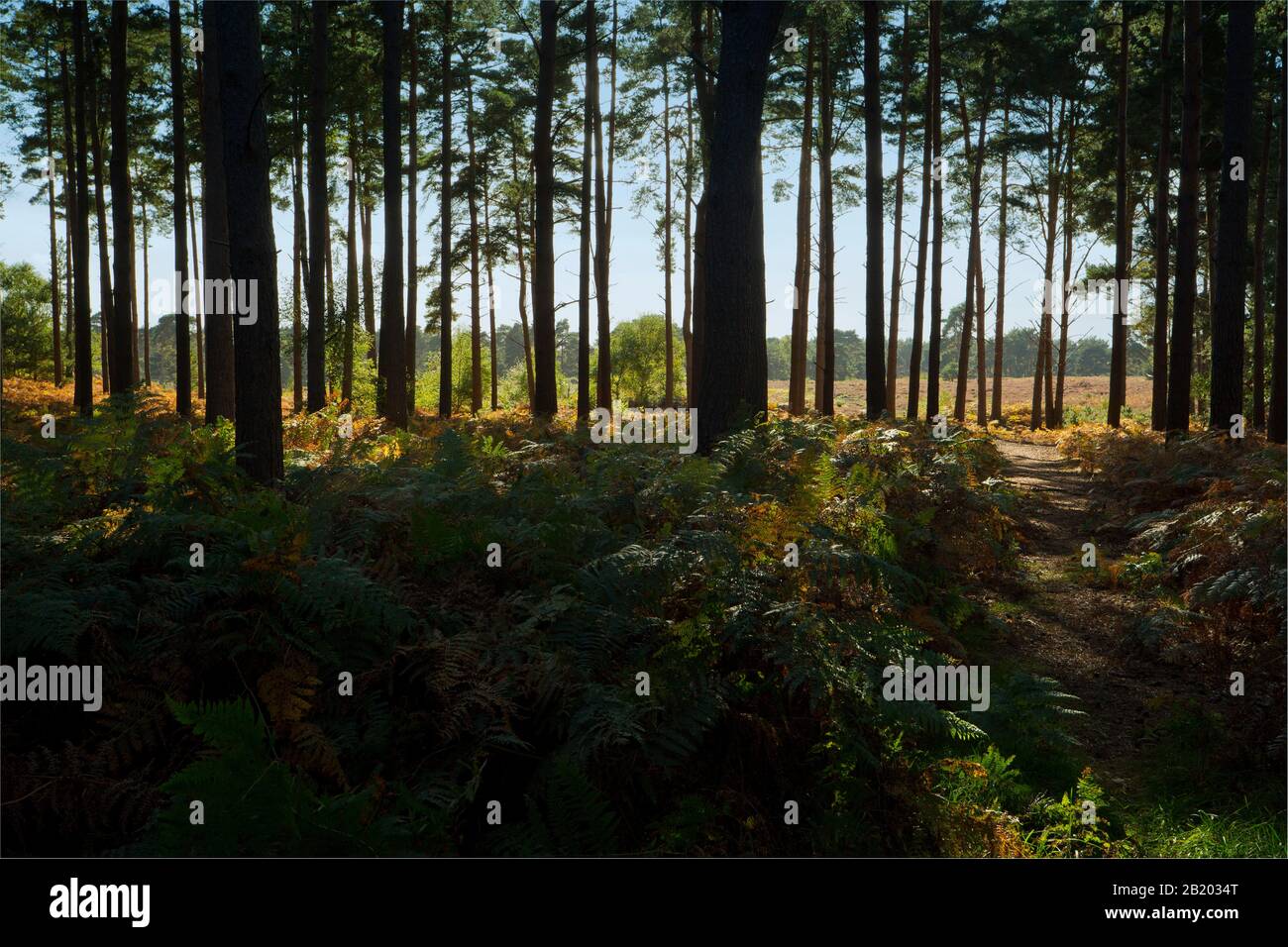 Ein dunkler Sommerwald mit Fußweg, der auf die Heide führt Stockfoto