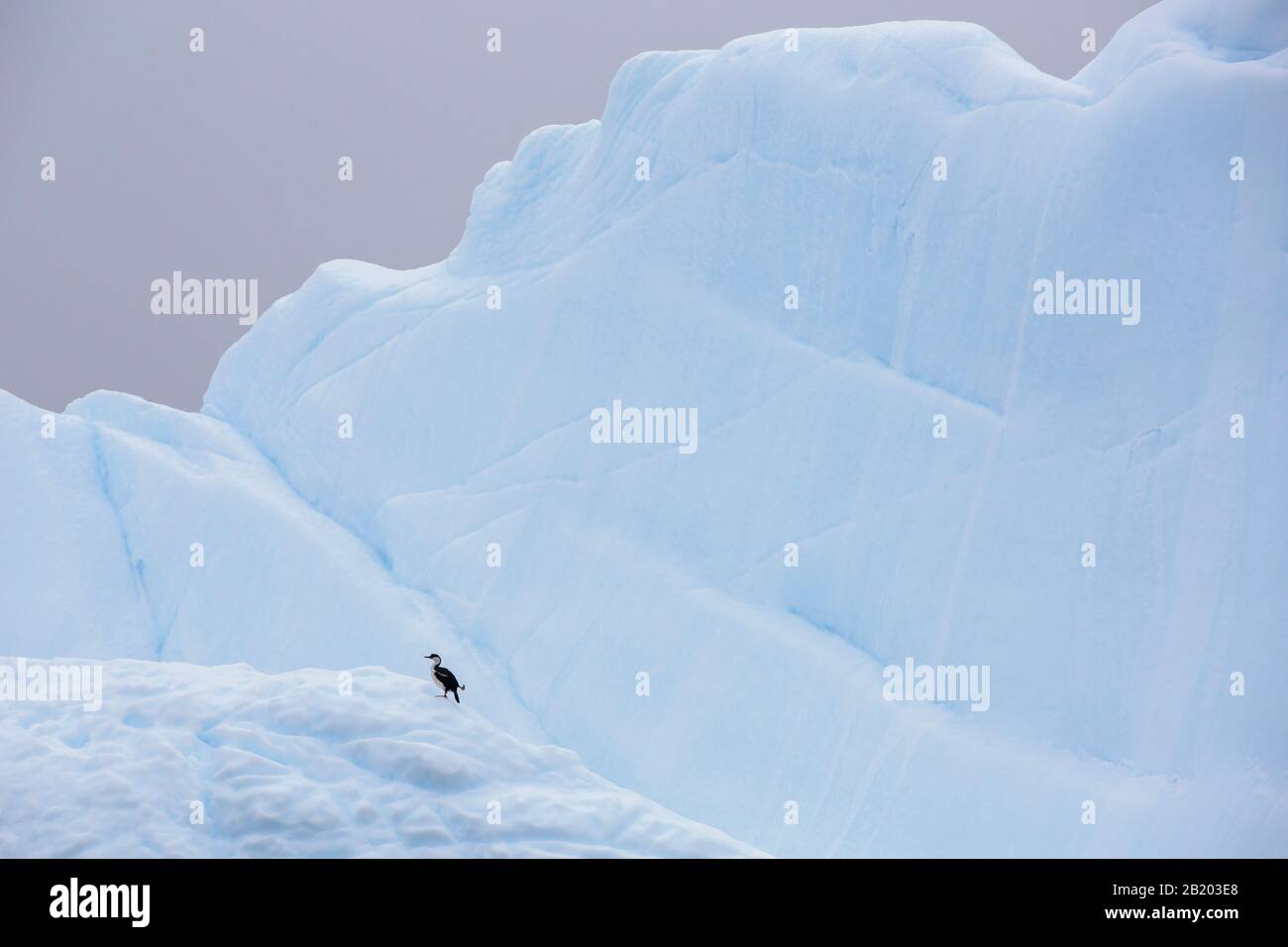 Antarktischer Schag, Leucocarbo bransfieldensis auf einem Eisberg im Foyn Harbour, der Wilhelmina-Bucht, Antarktis. Stockfoto