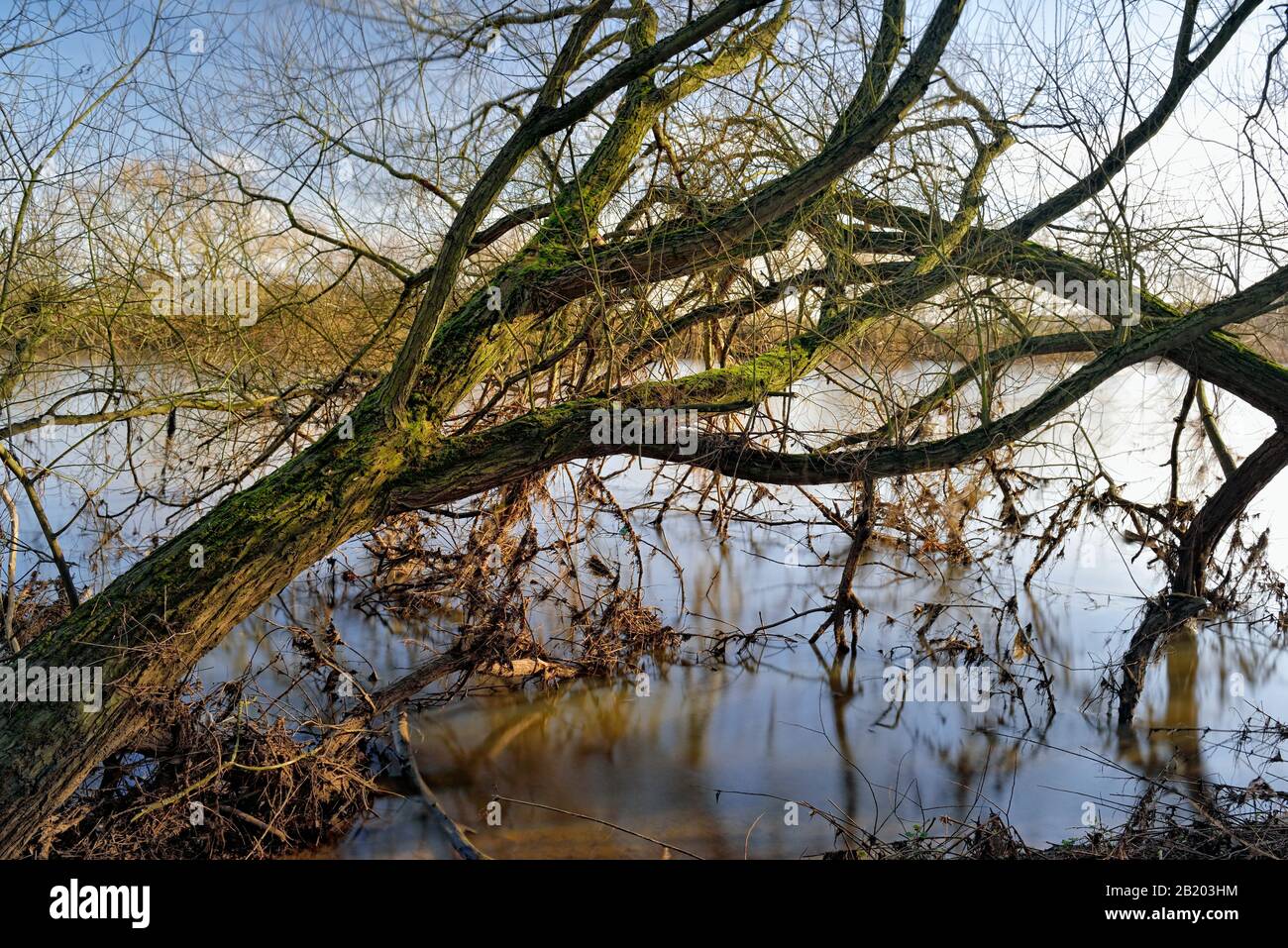 Wildlife Habitat, River Trent, Nottingham, England, Großbritannien Stockfoto