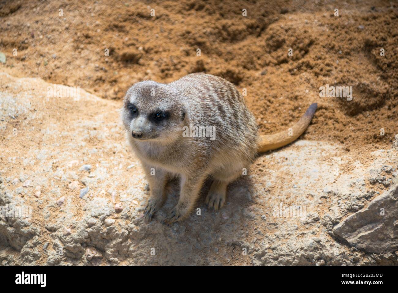 Portrait eines Meerkat. Kleines fleischfressendes Tier Stockfoto
