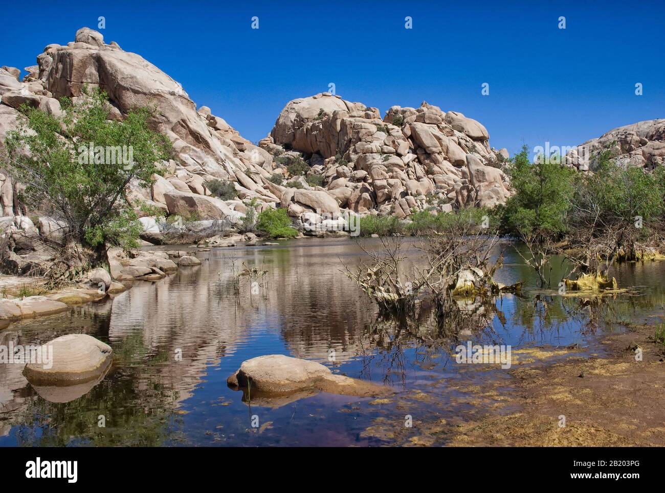 Stillwasser spiegelt die Wüstenumgebung am Barker Dam im Joshua Tree National Park, CA, wider. Stockfoto