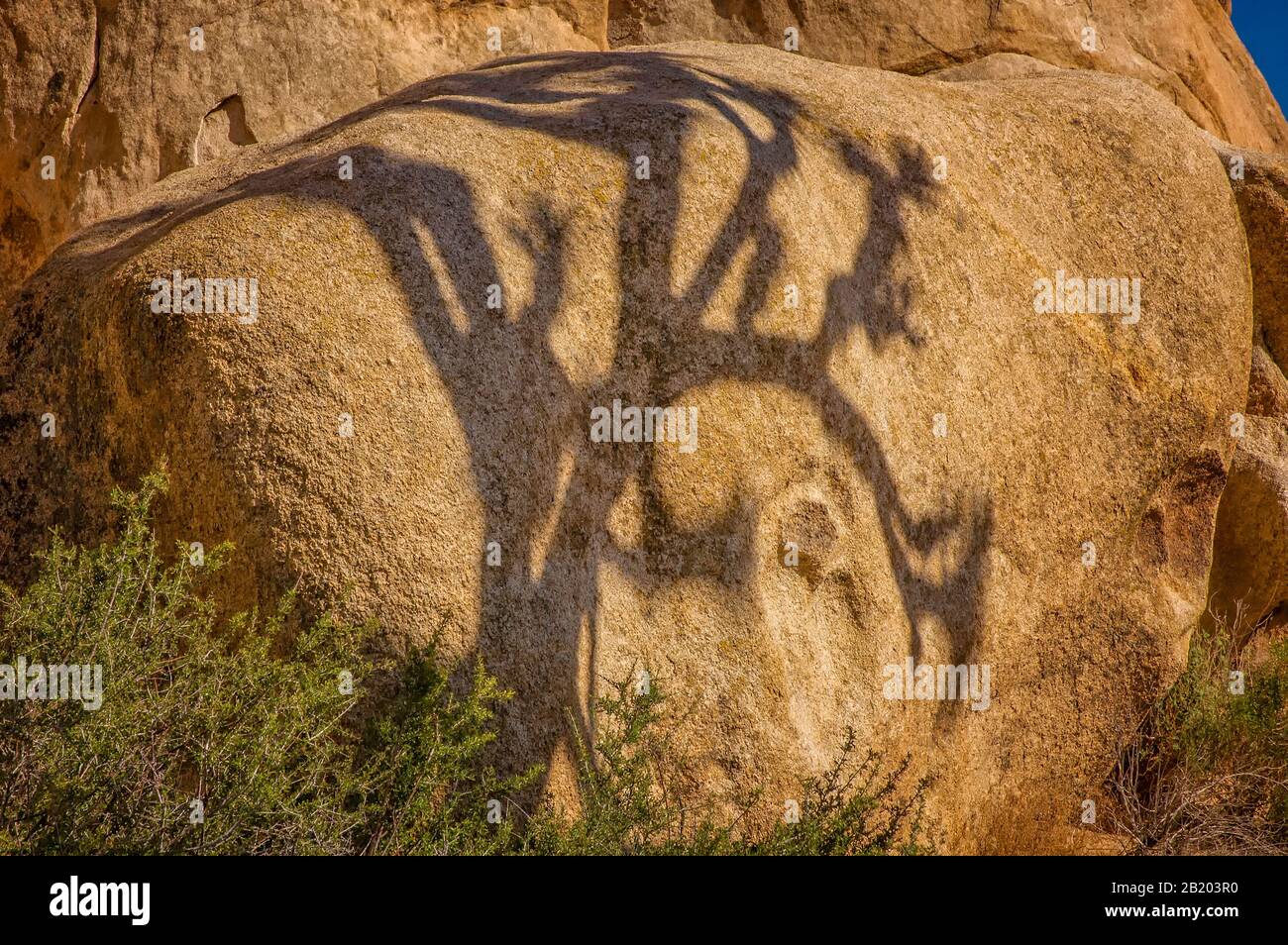 Ein Schatten eines Joshua Tree (Yucca brevifolia) fällt auf einen Granit-Felsbrocken im Joshua Tree National Park in CA. Stockfoto
