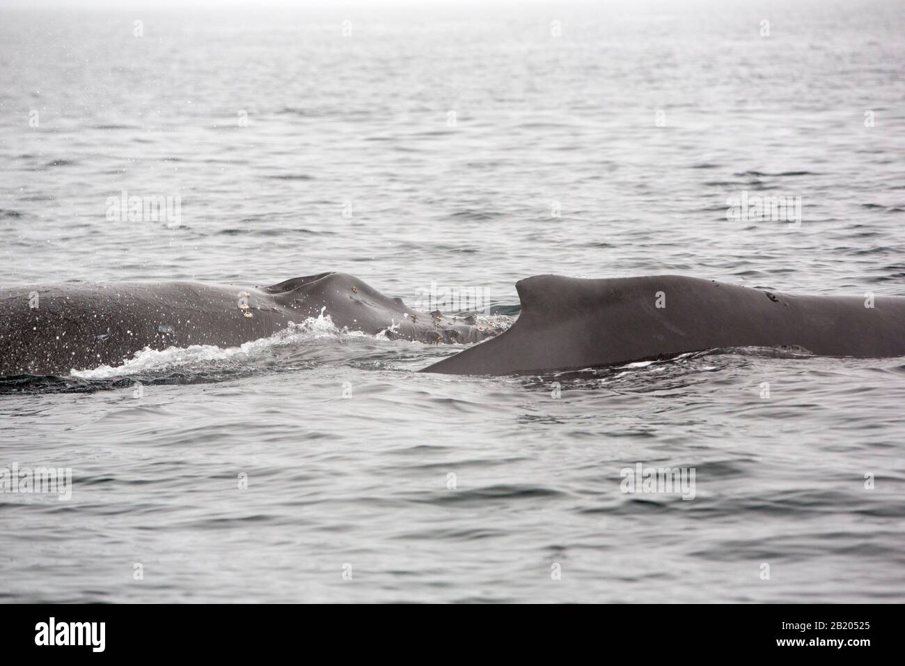 Buckelwal Megaptera novaeangliae am Foyn Harbour, der Wilhelmina-Bucht, Antarktis. Stockfoto