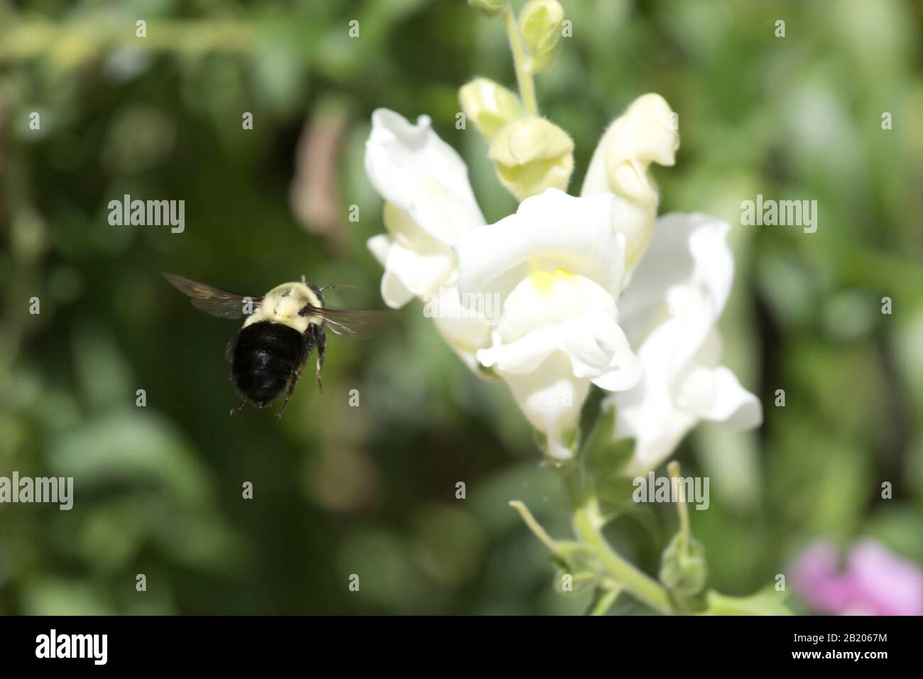 Hummeln Sammeln Im Sommer Pollen von Snapdragon-Blumen Stockfoto