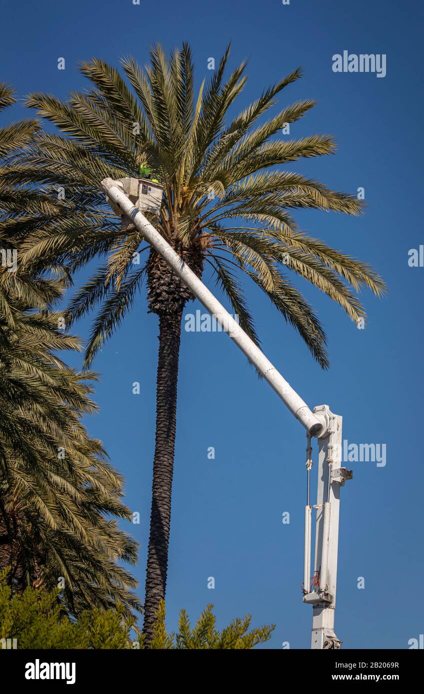 Mann im Forsteimer trimmte große Dattelpalme gegen blauen Himmel Stockfoto