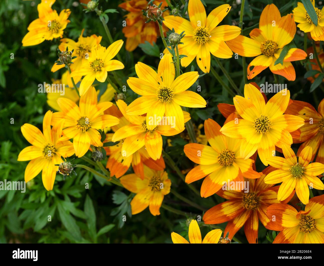 Gelbe und orangefarbene Blumen der zarten Sommerbettwäsche und des Behälters anual. Bidens "heiß und Würzig" Stockfoto
