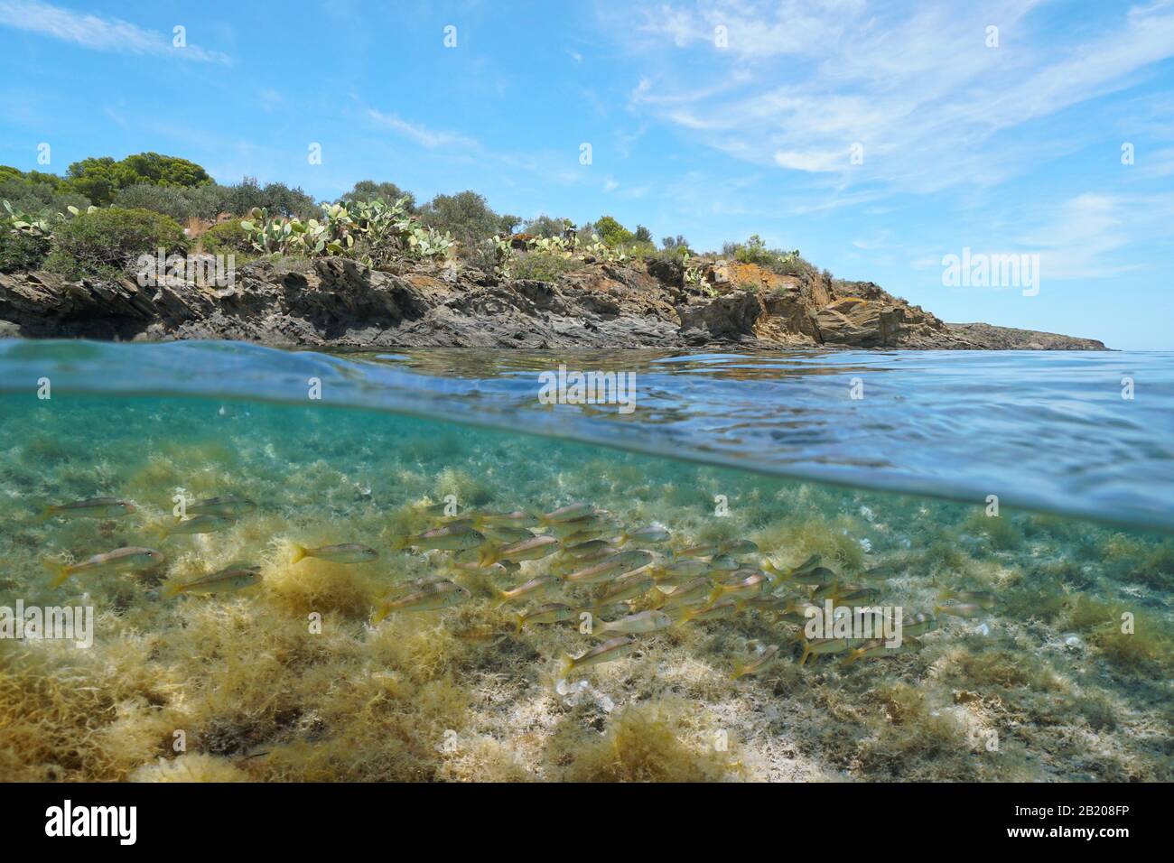 Mittelmeer Meer felsige Ufer mit einer Schule von gestreiften roten Maulwürfen unter Wasser, gespaltener Blick über und unter der Wasseroberfläche, Spanien, Costa Brava Stockfoto