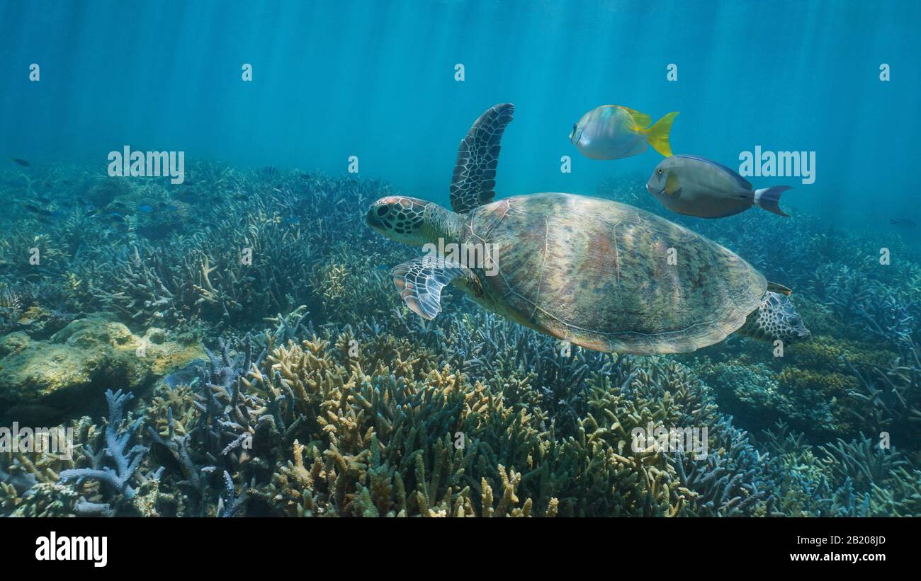 Unter Wasser eine grüne Schildkröte mit Fischen über einem Korallenriffe, südpazifischer Ozean, Oceania Stockfoto