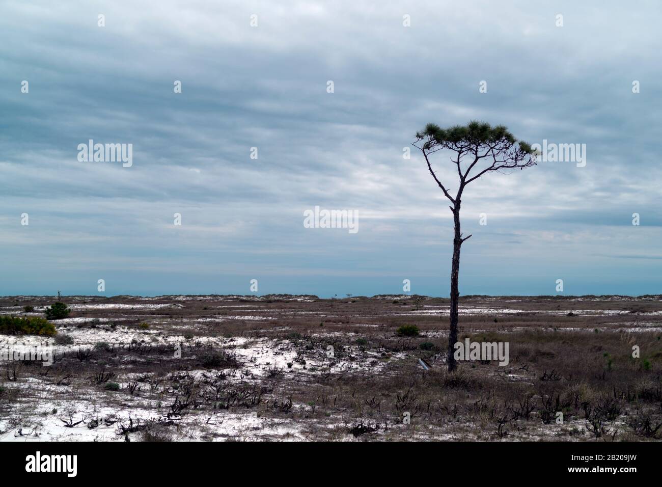 Lone Lobolly Pine Tree auf der Fort-Morgan-Halbinsel. Stockfoto