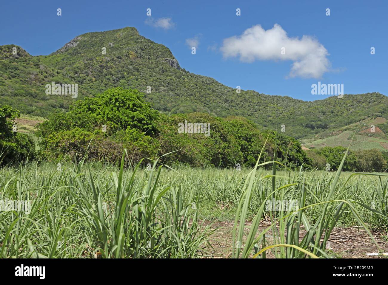 Blick über die landwirtschaftlichen Flächen auf die Hügel von Mauritius November Stockfoto