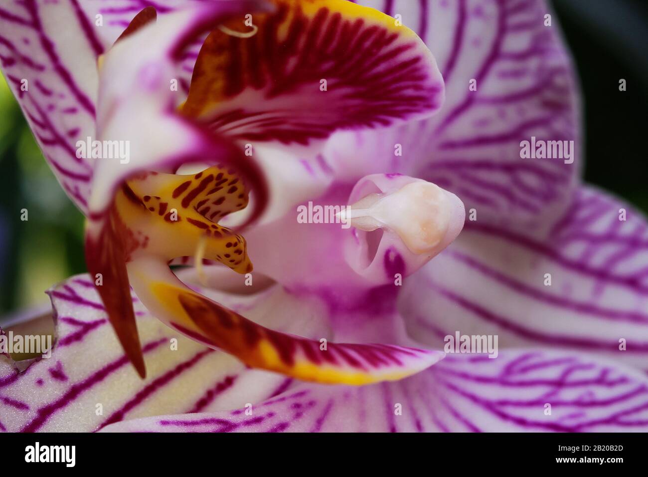 Makro-Nahaufnahme der isolierten pinkfarbenen und weißen Orchideenblüte (selektiver Fokus auf der linken gelben Säule) Stockfoto