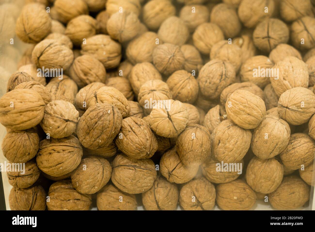 Selektive konzentrieren. Walnüsse hinter Glas in einem Container. Viel reifer Walnüsse. Stockfoto