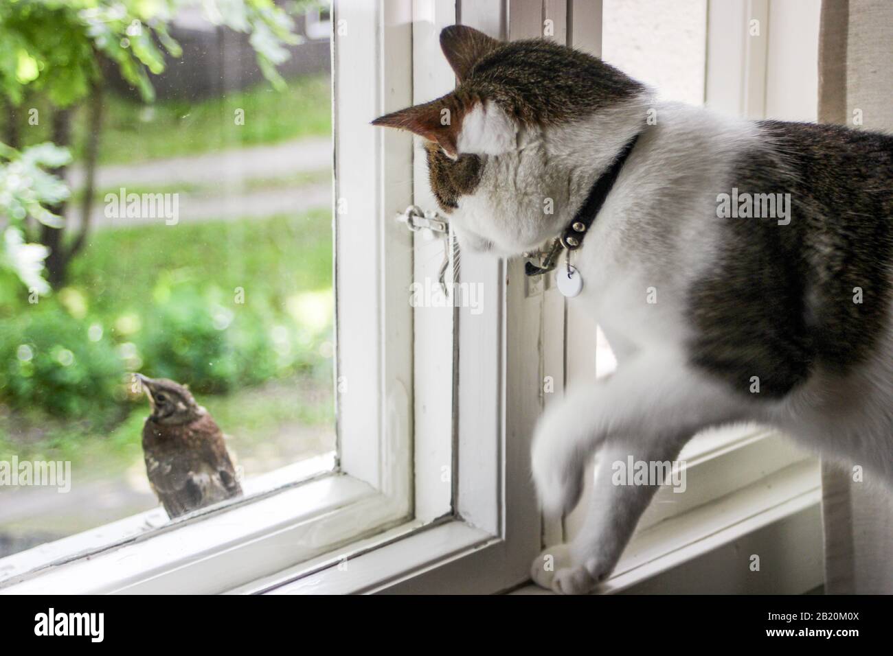 Hauskatze (Felis catus) versucht, junge Feldlerinnen (Turdus pilaris) durch Fenster zu fangen Stockfoto