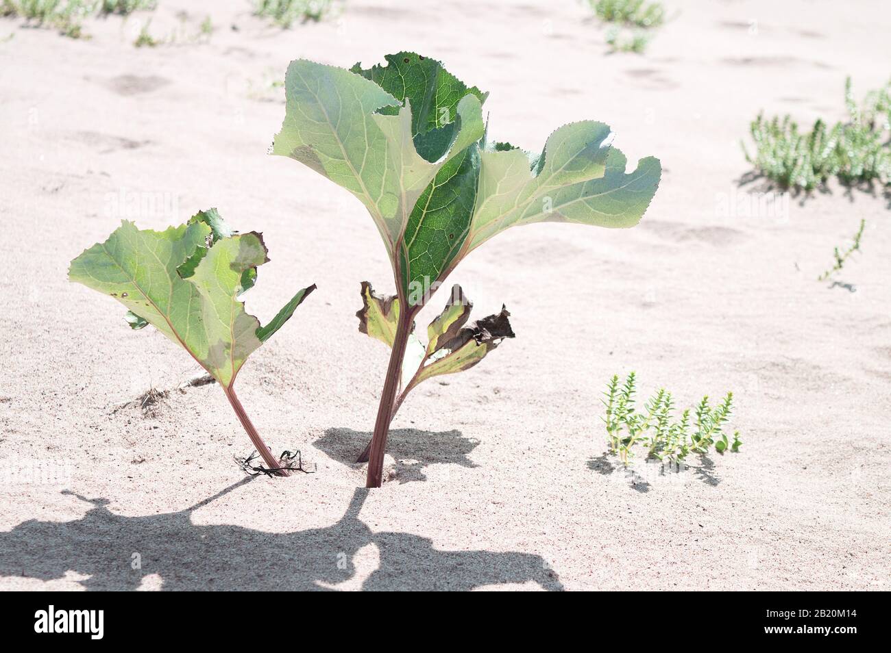 Strandpflanze mit üppigen fleischigen Blättern, die in völliger Trockenheit im Sand in der Nähe von Wasserlinie wachsen Stockfoto