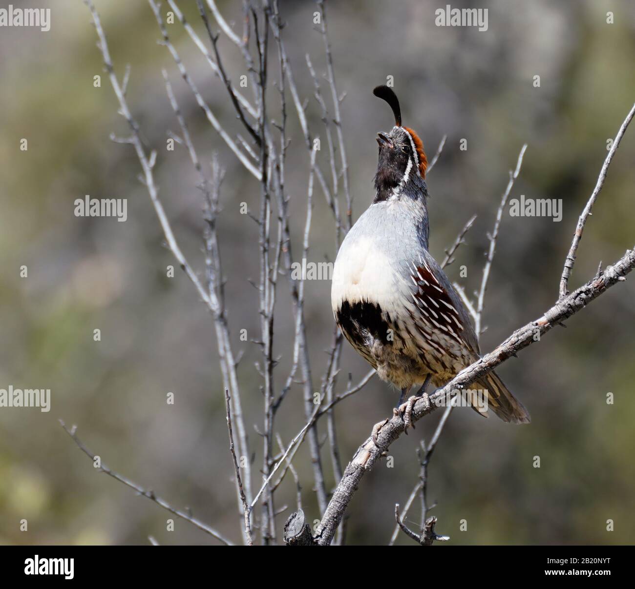 Ein Gambel's Quail ruft nach einem Kumpel, während er hoch in einem kargen Baum sitzt. Stockfoto