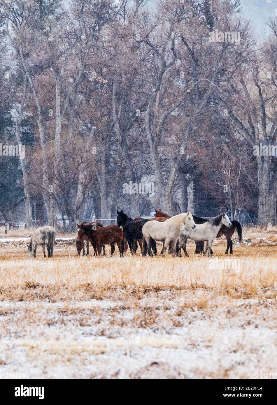 Pferde auf Ranch-Weide im Winter-Schneesturm; in der Nähe von Salida; Colorado; USA Stockfoto