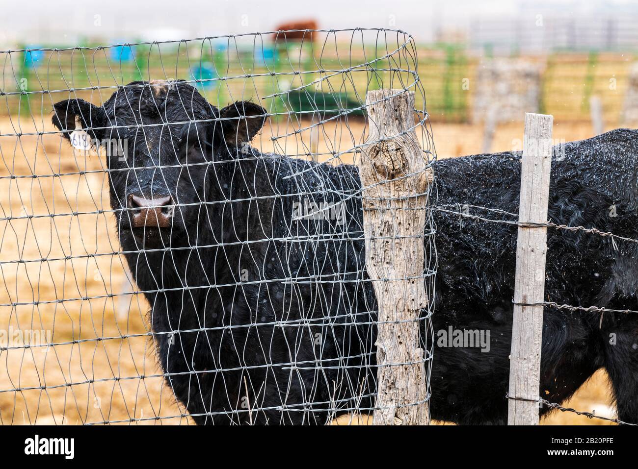 Schwarze Anguskuh durch Drahtgitterzaun gesehen Stockfoto