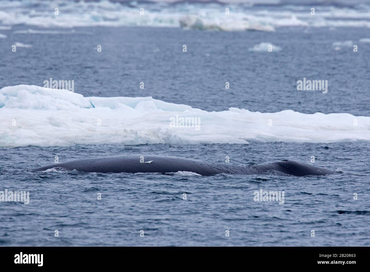 Bowhead Wal / Grönland Right Wal / Arctic Wal (Balaena Mysticetus), der den Arktischen Ozean, Spitzbergen, Norwegen, überragt Stockfoto