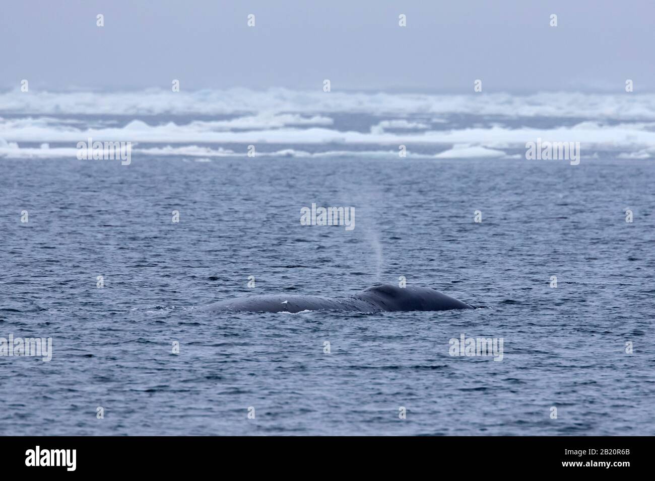 Blasen Sie das Blasloch des Bowhead-Wals (Balaena mysticetus) durch, das den Arktischen Ozean, Spitzbergen, Norwegen, überragt Stockfoto