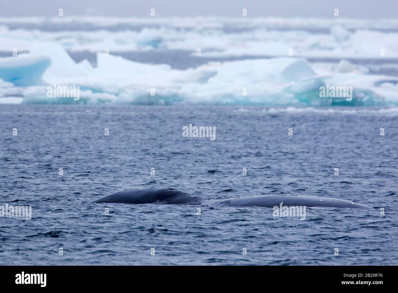 Bowhead Wal / Grönland Right Wal / Arctic Wal (Balaena Mysticetus), der den Arktischen Ozean, Spitzbergen, Norwegen, überragt Stockfoto