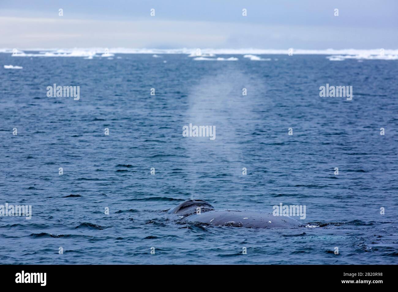Blasen Sie das Blasloch des Bowhead-Wals (Balaena mysticetus) durch, das den Arktischen Ozean, Spitzbergen, Norwegen, überragt Stockfoto