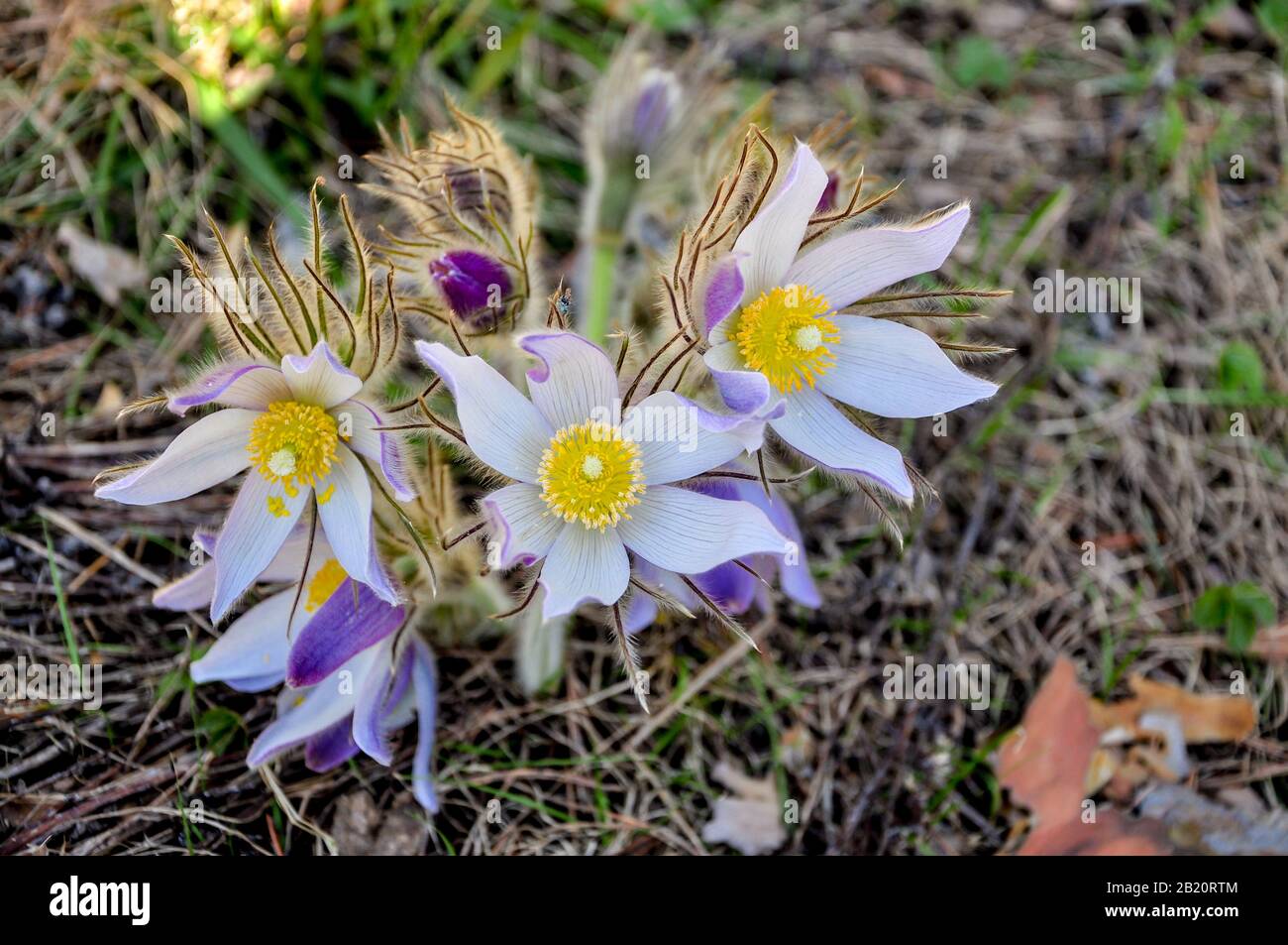 Nahaufnahme der ersten Frühlingsblüten lila und weißer Krokus. Schneefälle auf einem Waldhintergrund bei Sonnenuntergang oder Morgengrauen Stockfoto