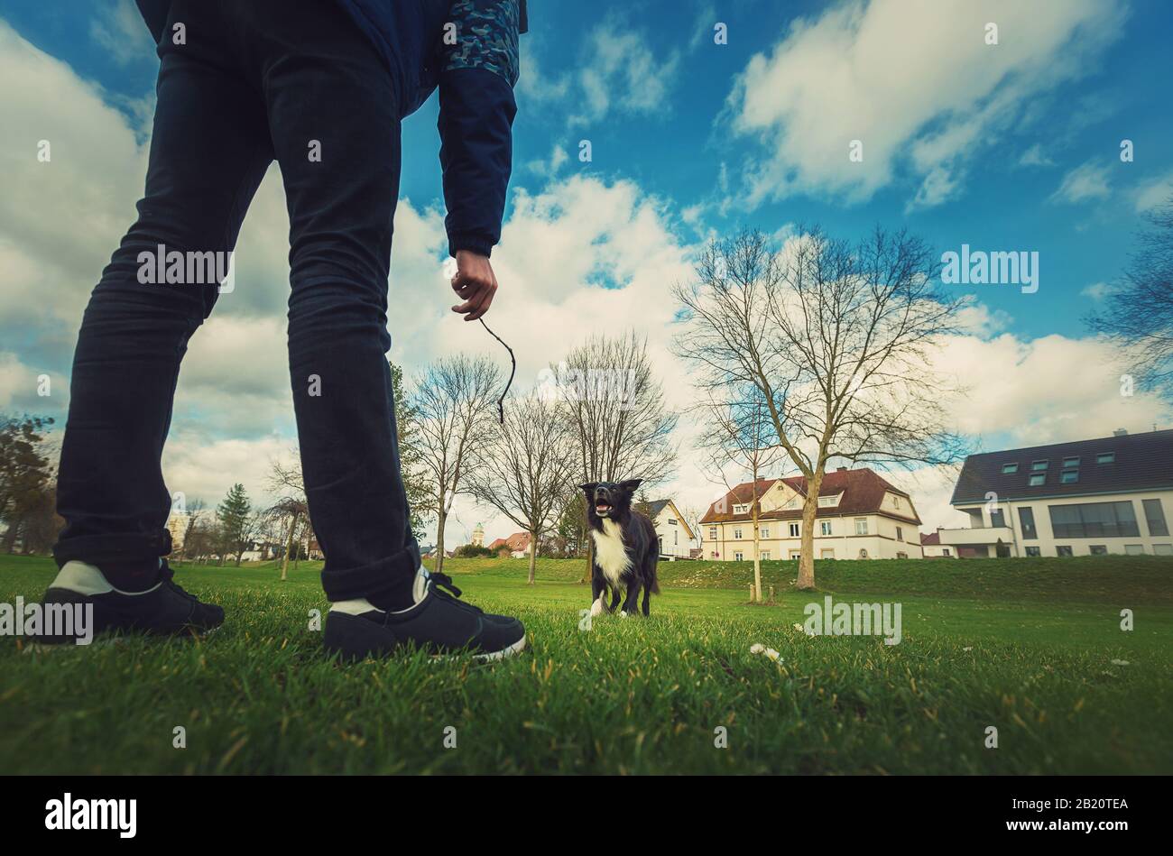 Gehorsamer reinrassiger Border Collie Hund, der im Park Spiele spielt, da der Meister bereit ist, ihm einen Stock zu werfen. Wunderbarer, gut ausgebildeter Welpe, der genießt Stockfoto