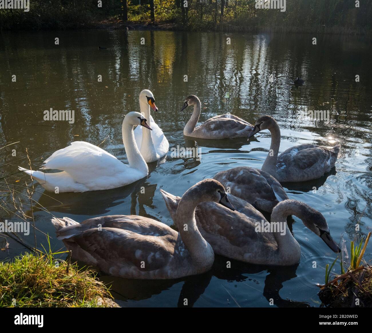 Eine Familie von Mute-Schwänen am Blue Pool im Telford Town Park, Shropshire, England, Großbritannien. Stockfoto