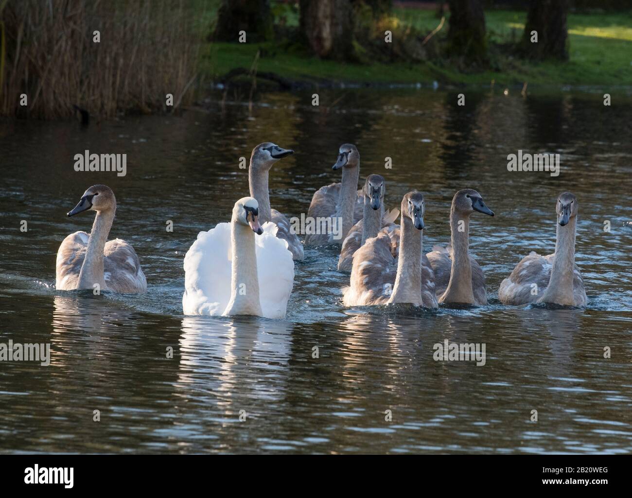 Eine Familie von Mute-Schwänen am Blue Pool im Telford Town Park, Shropshire, England, Großbritannien. Stockfoto